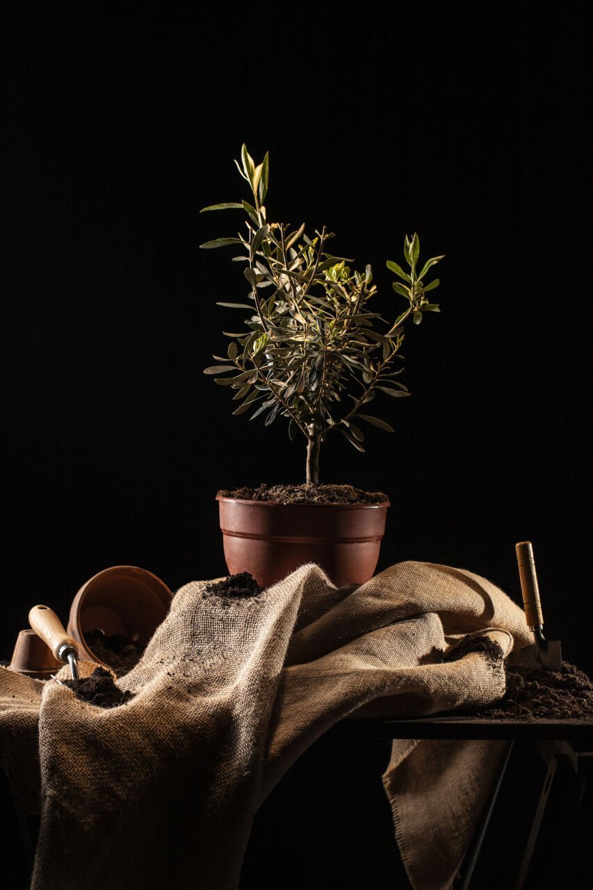 Zeytin ve Zeytinyağının Tarih Özeti